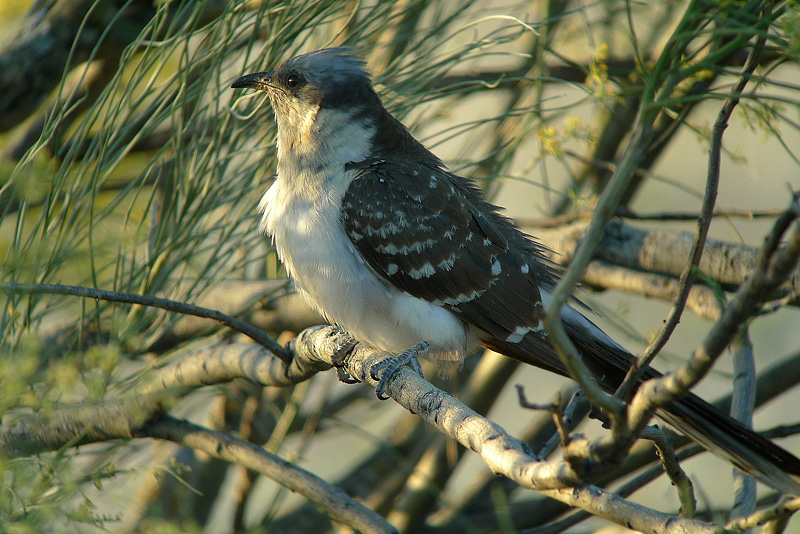 Cuculo dal ciuffo in Digiscoping